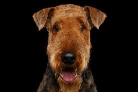 I saw one this week which happened with no obvious cause. Bee And Wasp Stings Elwood Vet