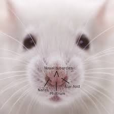 Please type a message to the paper's authors to explain your need for the paper. The Nasal Cavity Of The Rat And Mouse Source Of Mesenchymal Stem Cells For Treatment Of Peripheral Nerve Injury Alvites 2018 The Anatomical Record Wiley Online Library