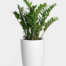 Image result for Zamiokulkas Zamioculcas