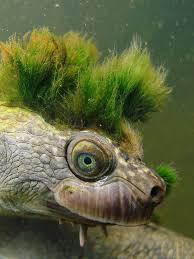 Mary River Turtle 3 River Turtle Animals Animals Beautiful