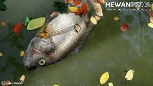 Tanaman air yang cocok untuk ikan cupang. 4 Tanaman Yang Berkhasiat Untuk Mengobati Ikan Yang Sakit Hewanpedia