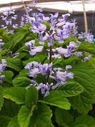 Image result for Plectranthus guruensis