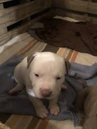 Outlaw kennels is owned and operated by jr. American Bully Puppies For Sale Eldorado Tx 305402