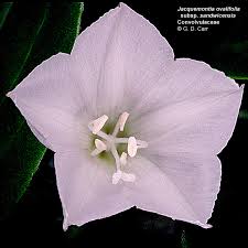 Image result for Convolvulaceae