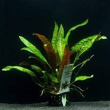 Cryptocoryne usteriana is an exciting aquarium plant. Cryptocoryne Usteriana Genoppter Wasserkelch