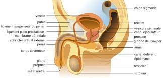 Male and female reproductive system organs. File Male Anatomy Fr Svg Wikimedia Commons