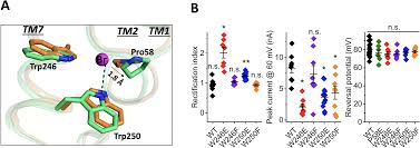 The crystal structure of bromide-bound GtACR1 reveals a pre-activated state  in the transmembrane anion tunnel