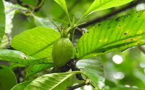 Image result for Gardenia resinifera