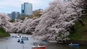 Over the past ten years, the first blooms have occurred between march 20. Tokyo Cherry Blossom Viewing Spots Japanvisitor Japan Travel Guide