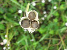 Image result for Dipcadi