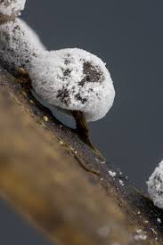 Image result for Melanospermum