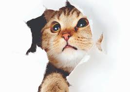 Sevimli Kedi Duvar Kagidi 28 81 Tl Kdv