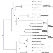 Image result for Combretum pisoniiflorum