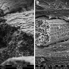 Reduce the filesize of your images at once. A Sem Image Of The Tensile Fractured Untreated Cs Usp Composite B Download Scientific Diagram