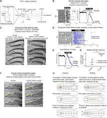 Indicate, using the letters provided, where each muscle group is on the diagram. An Hourglass Circuit Motif Transforms A Motor Program Via Subcellularly Localized Calcium Signaling In Muscle Biorxiv