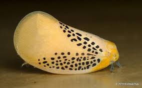 Pin On True Bugs Of Ecuador
