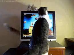 50 Hipster Retro Computer Gifs Funny Cat Memes Dog Cat Pictures Pet Corner