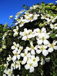 Image result for Clematis simensis