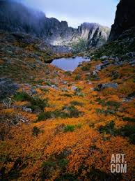 Deciduous Beech On Tasmania S West Coast Range Tasmania Australia Photographic Print Rob Blakers Art Com Tasmania Australia Scenic