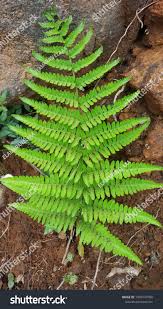 Image result for Dennstaedtiaceae