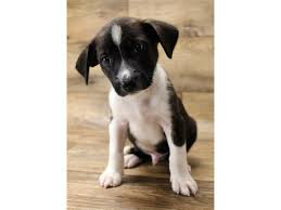 I have never painted red brindle before, or hands so that was intresting. Dachshund Jack Russell Terrier Dog Male Brindle White 2767765 Petland Henderson Nv