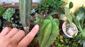 With wind or insect pollinated plants, the plants need pollination from flowers on other plants (either the same or different varieties) to produce healthy seeds. The Cross Pollination Of My Trichocereus Cacti Flowers Has Been A Success Youtube