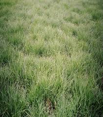 Search a wide range of information from across the web with dailyguides.com. Bison Buffalograss Johnston Seed Company