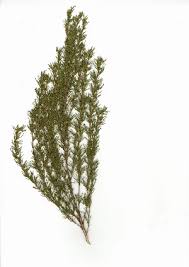 Image result for Cliffortia nitidula