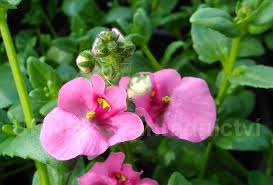 Image result for ostruhatka