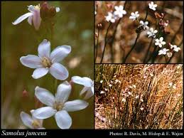 Image result for Samolus