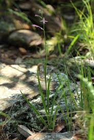 Image result for Radinosiphon leptostachya