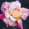 Finding a lost rose, lucky piece by womanofthewest: Https Encrypted Tbn0 Gstatic Com Images Q Tbn And9gctplzpk4rpoqqxmy4fw 9mry0usyry9iog4quzx0pyjua7vrdhb Usqp Cau