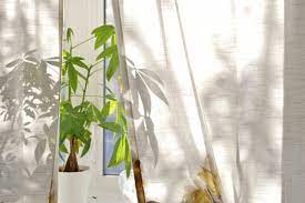 The global economic downturn that began in 2007 resulted in millions of people losing. Where To Place A Money Tree In Your Home Garden Tabs