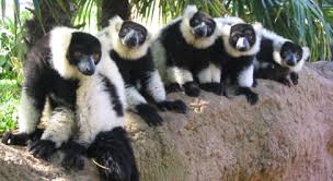 Resultado de imagen de bioparc valencia