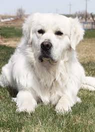 Cost Of English Cream Golden Retriever Off 58 Www Usushimd Com