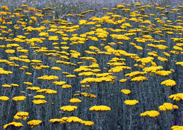 Image result for Kotschya stolonifera