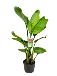 Image result for Strelitzia alba