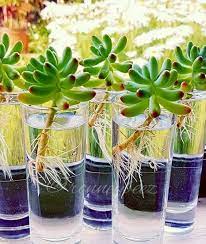 Hydroponics How To Grow Plants In Water Plants Water Plants Growing Plants