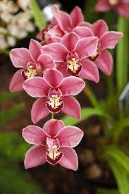 Cymbidium Definition And Synonyms Of Cymbidium In The English Dictionary