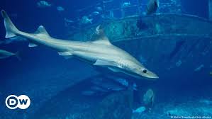 Virgin Birth How Does A Shark Reproduce Without A Mate Science In Depth Reporting On Science And Technology Dw 02 09 2021