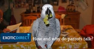 He knows the names of several animals and likes to make their sounds. How And Why Do Parrots Talk Best Talking Parrot And Teaching Your Parrot To Talk Exoticdirect
