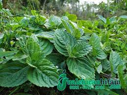 ∙ promo pengguna baru ∙ kurir instan ∙ bebas ongkir ∙ cicilan 0%. Jual Daun Cincau Hitam Kering Termurah Java Cincau Agromaret