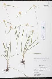 Image result for Kyllinga odorata