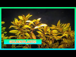 Image result for Nesaea