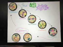 Pin By Essex Dhs On Oreo Mitosis 2017 Life Science Mitosis Science