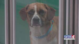 The most popular pets for adoption are dogs and cats, but you can find a wide variety of animals. Oklahoma City Animal Welfare Offering Free Adoptions This Weekend Kfor Com Oklahoma City
