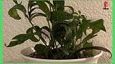 Snake plant propagation baby snakes indoor plants indoor gardening plant care houseplants cactus plants tropical flowers. Episode 6 Lipstick Plant Black Pagoda Plant Info Youtube