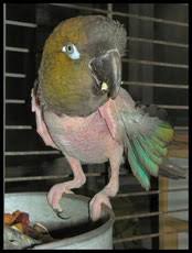 Le picage des perroquets - ASAP SOS PERROQUET