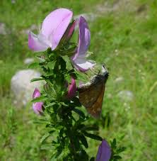 Image result for Microcharis remotiflora