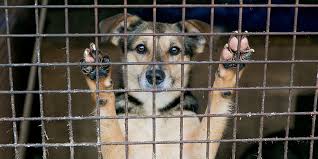 May 22, 2021 · florida internet puppy mill investigation lca busts internet dog dealer. Puppy Mill Purebred Dog Rescue Rescue Animal League